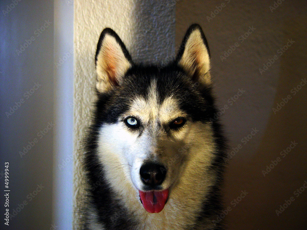 Obraz premium Husky