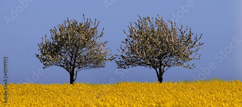 Two Trees