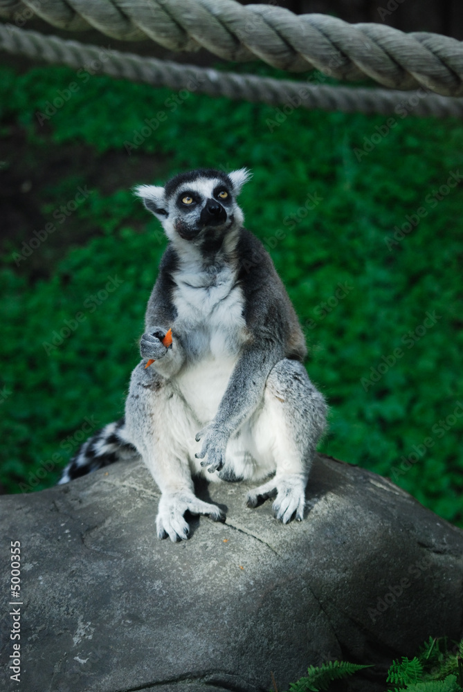 Obraz premium Lemur