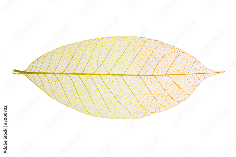 Skeleton Leaf Skeleton Leaf