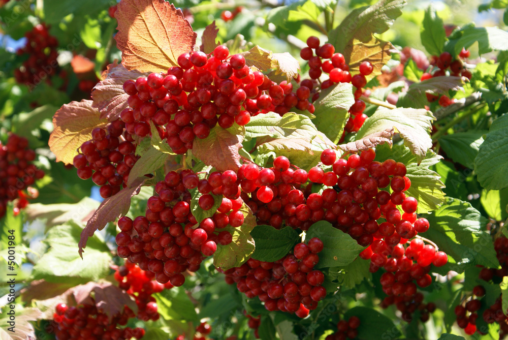 Red berry Red berry