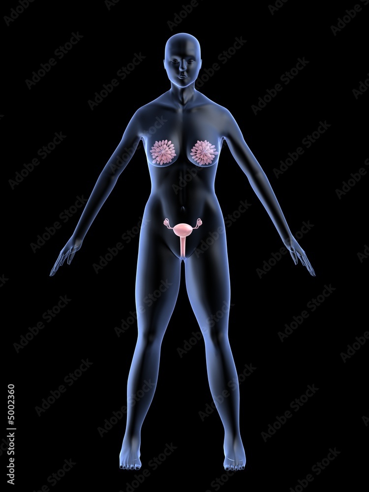 weibliche anatomie mit brust und uterus weibliche anatomie mit brust und uterus