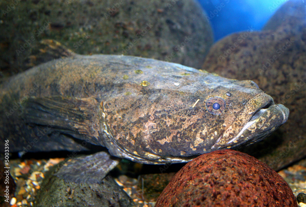 exotic fish exotic fish