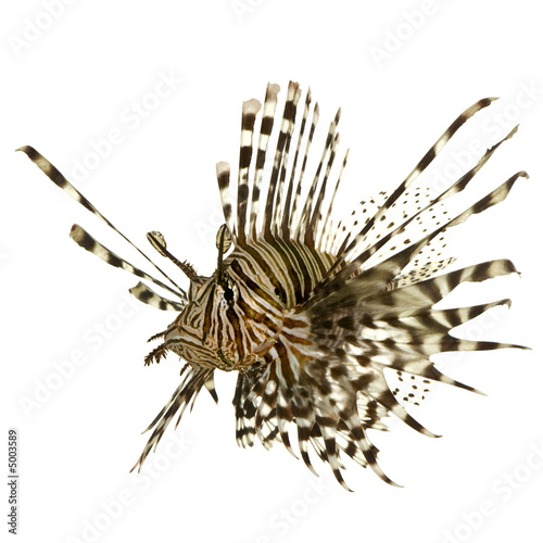 Red lionfish - Pterois volitans photo