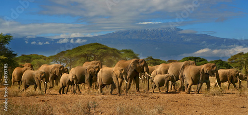 Kilimanjaro Elephant Herd 