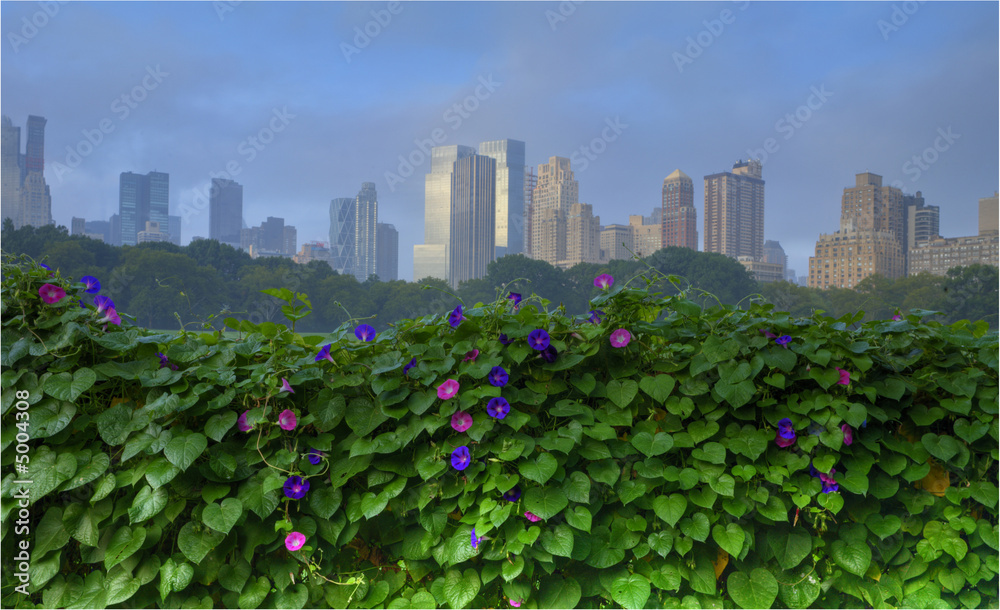 Fototapeta premium Morning glory flowers
