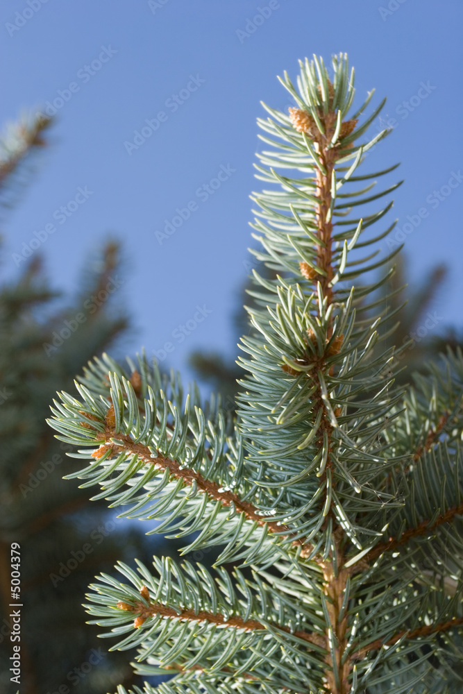 Evergreen juniper pine branches
