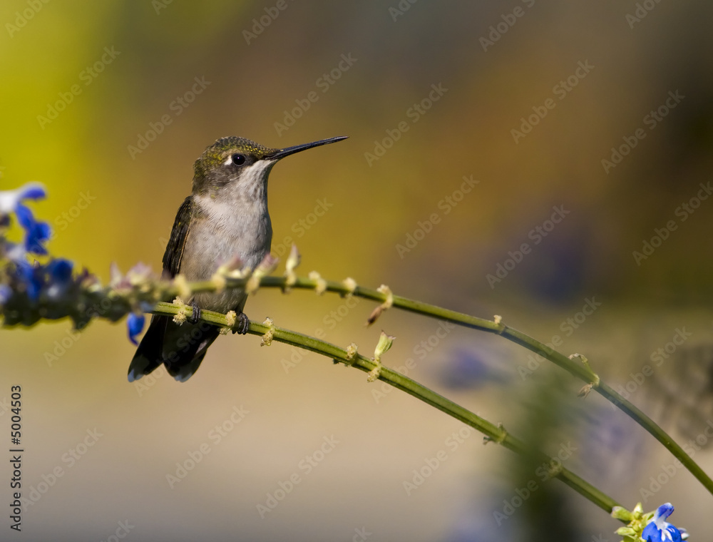 Fototapeta premium Female Ruby-throated hummingbird