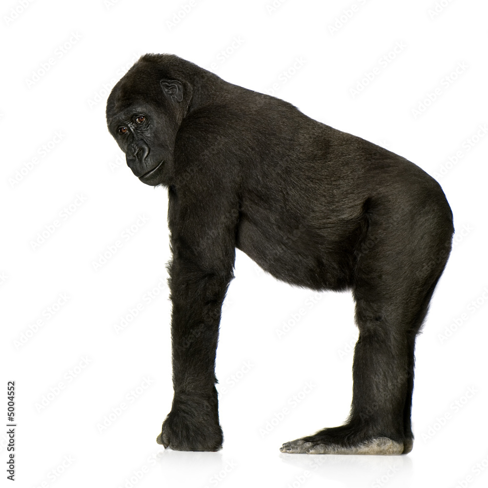 Young Silverback Gorilla