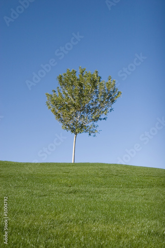 Green grass field and tree