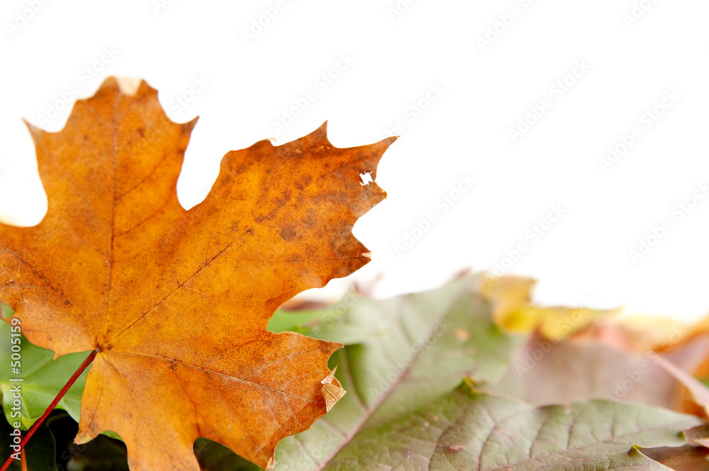 Fototapeta premium Colorful autumnal leaves