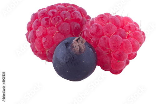 raspberries and black currant berry photo