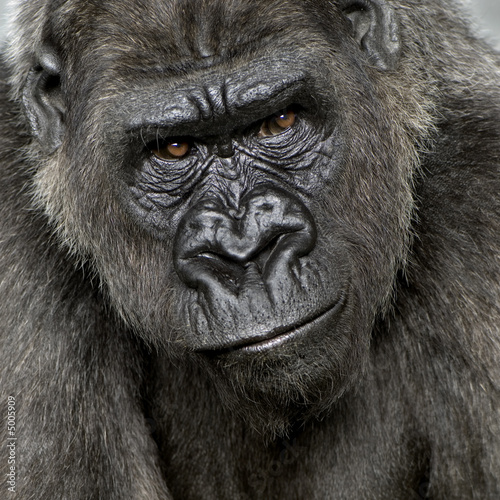 Young Silverback Gorilla