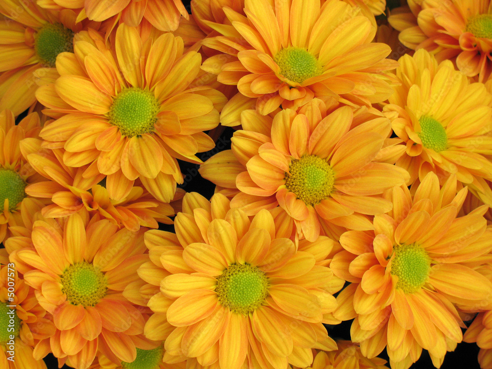 Chrysanthemums Chrysanthemums