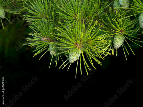 spruce branch on the dark