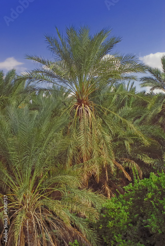 Vue de la palmeraie de Tozeur © Daoud