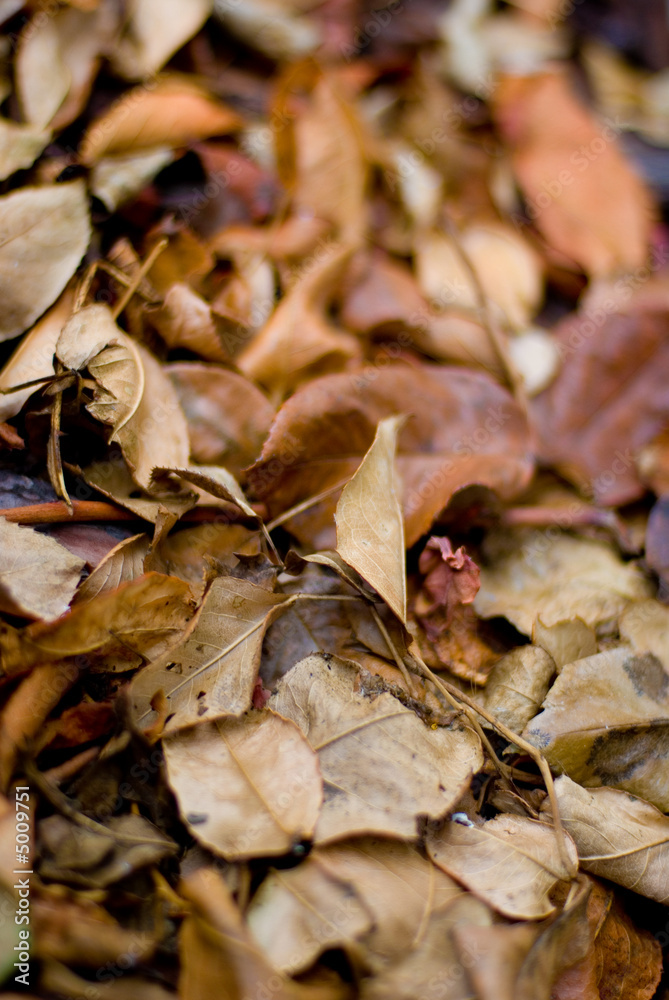 feuilles