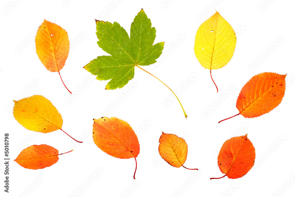 Fototapeta premium Collection of autumn leaves