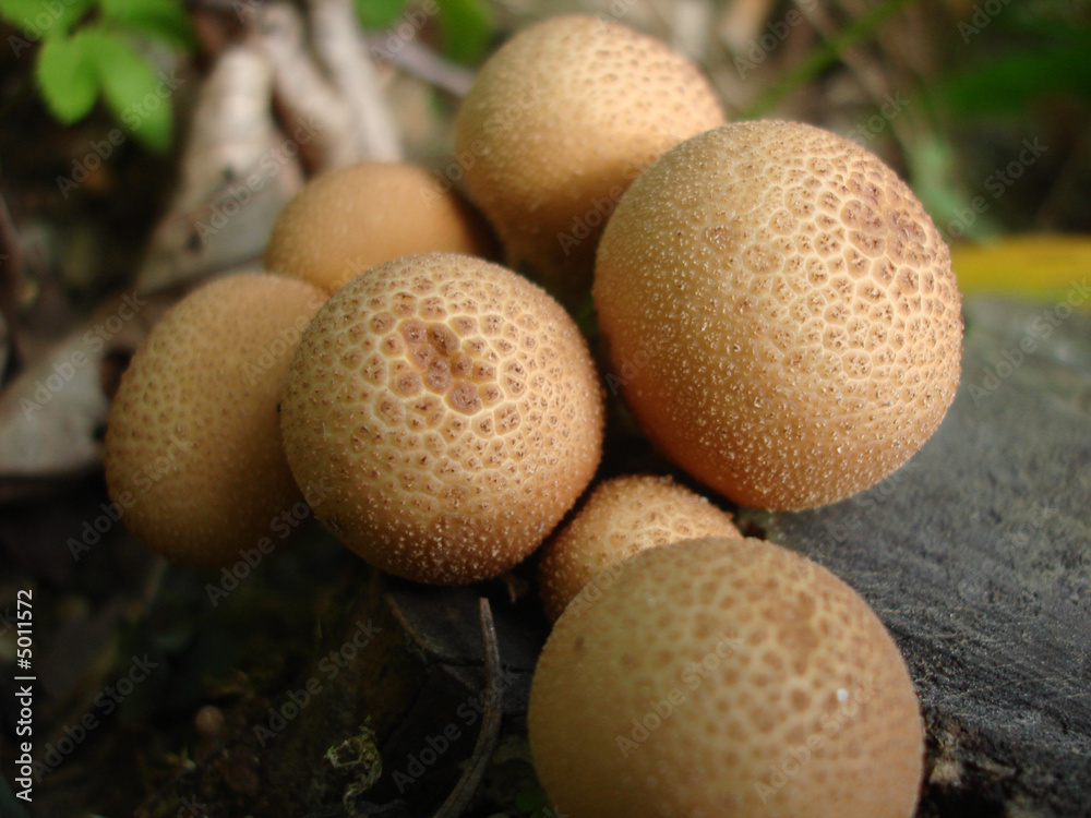 Mushrooms Mushrooms
