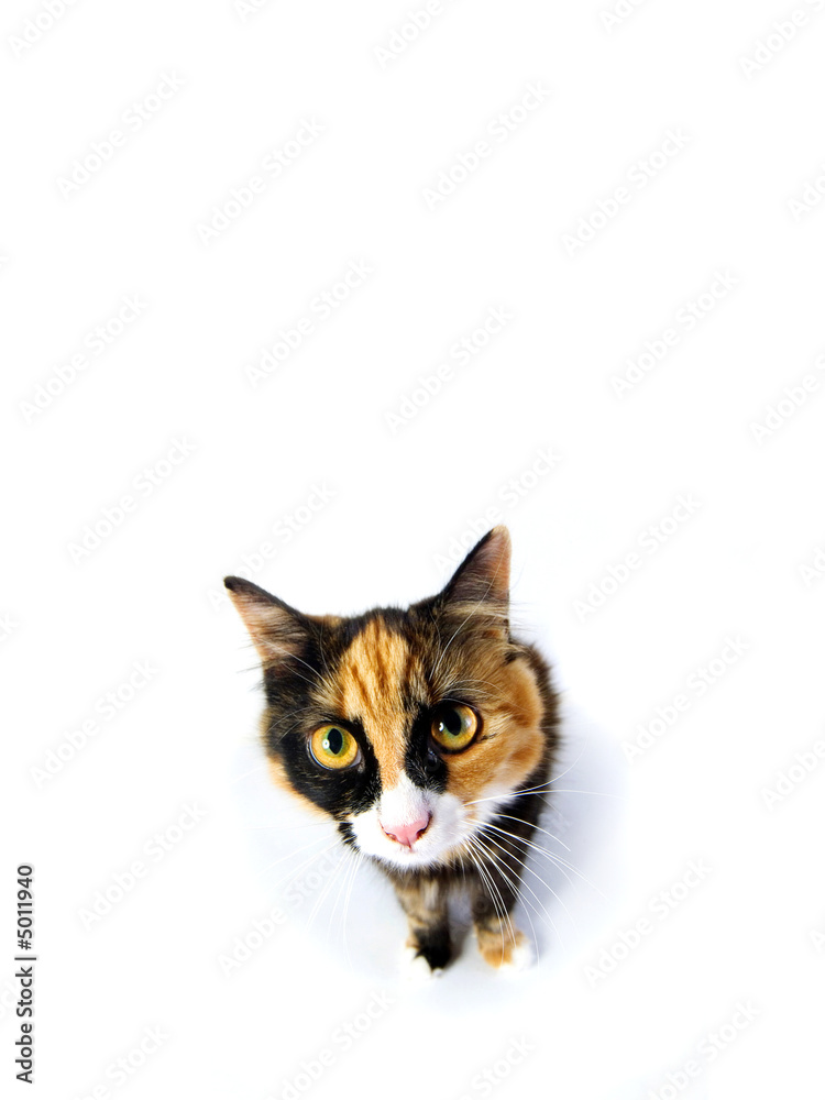 tortoiseshell cat staring tortoiseshell cat staring