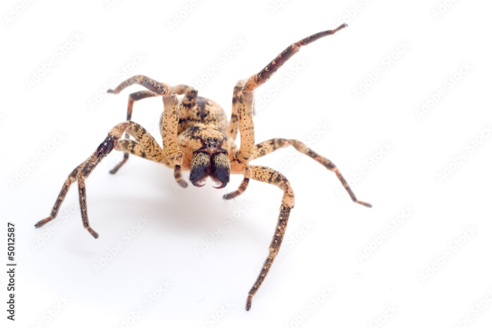 spider attacking spider attacking