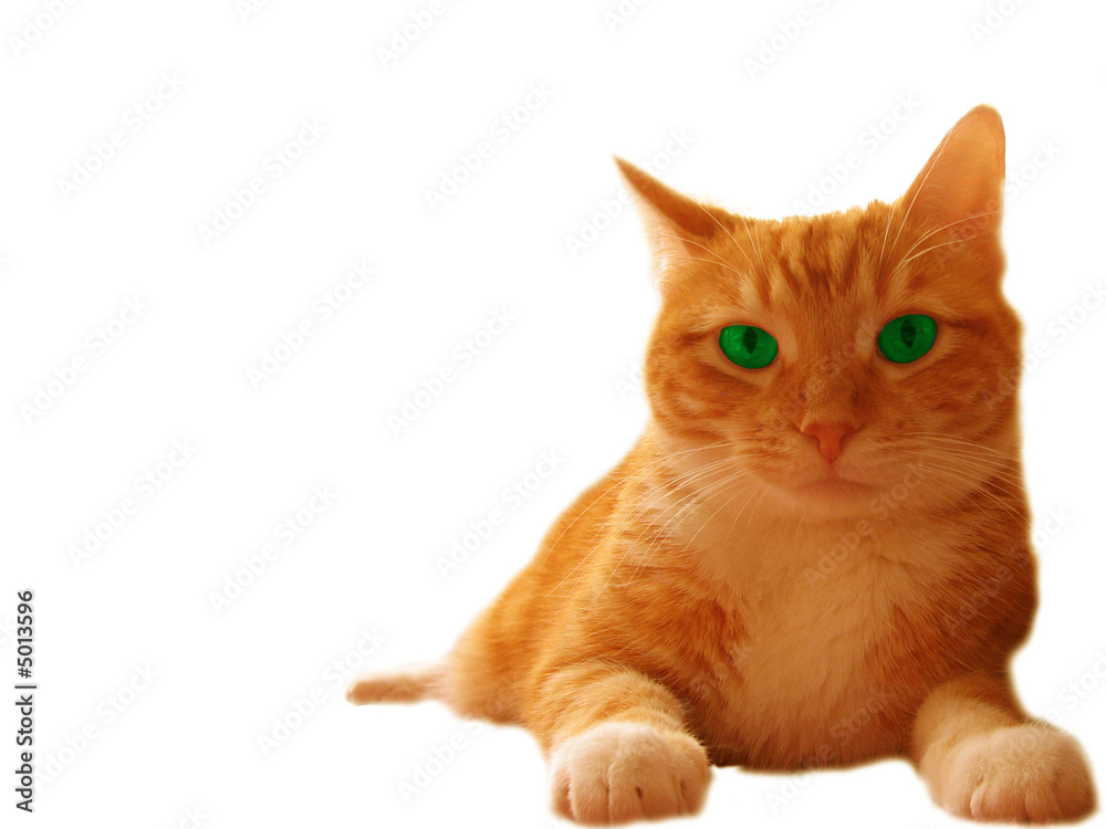 Cat wtih green eyes