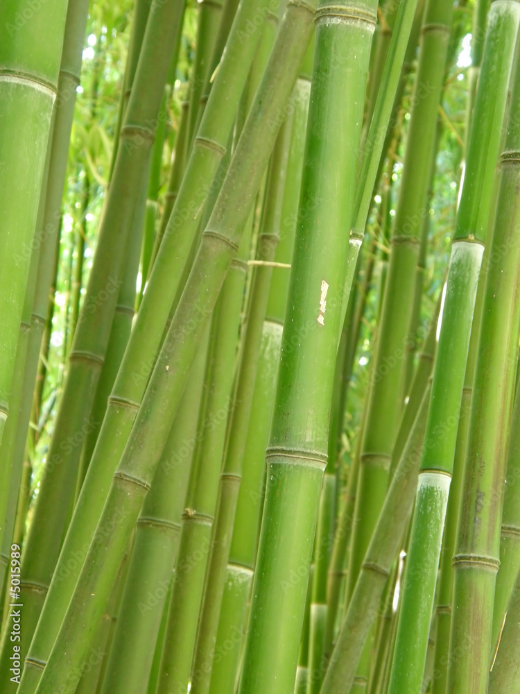 Fototapeta premium bambusowy gaj.