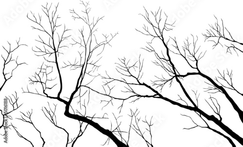 Bare Branches photo