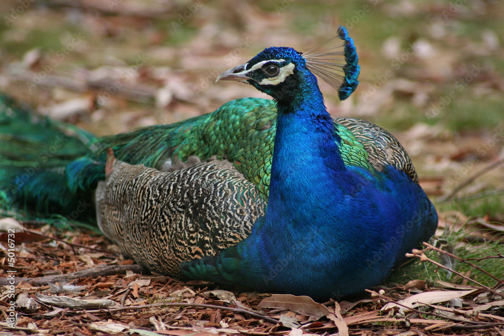 Fototapeta premium Peacock