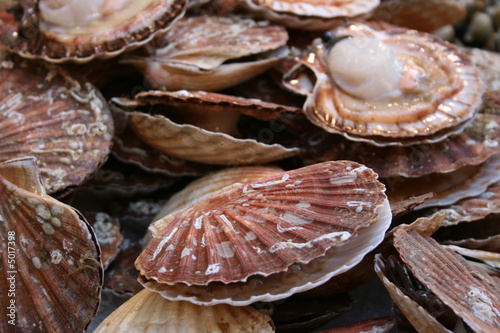 coquille saint-jacques