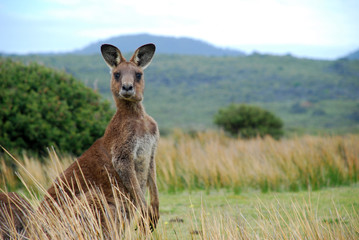 Wandcirkels Kangoeroe Wilde kangoeroe in Australische outback  © James Thew