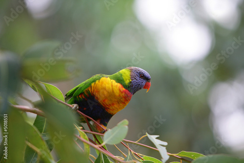 Rainbow Lorikeet