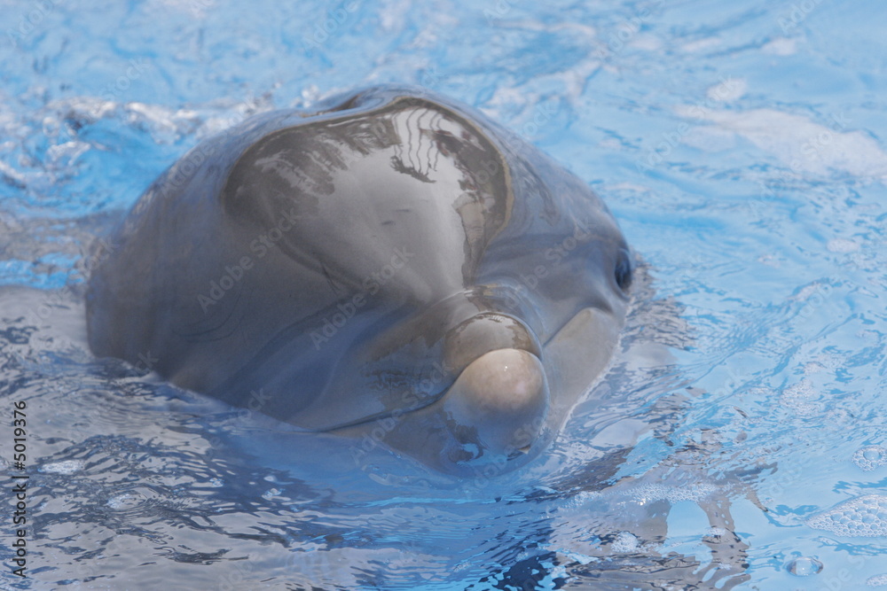 Fototapeta premium FISH NOSE