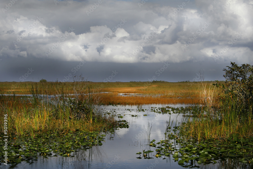 Fototapeta premium EVERGLADE WATER WAY