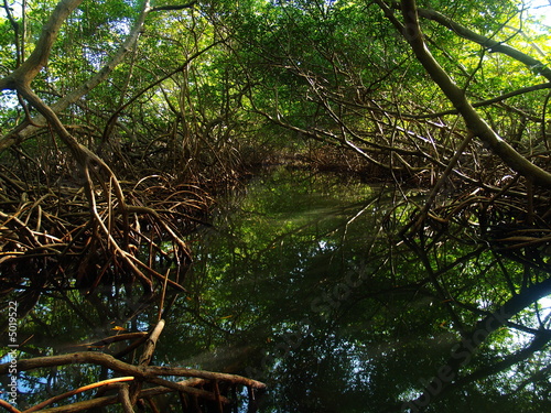 Mangrove 3
