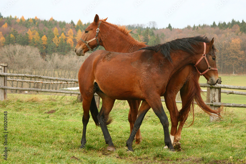 Obraz premium horse 17