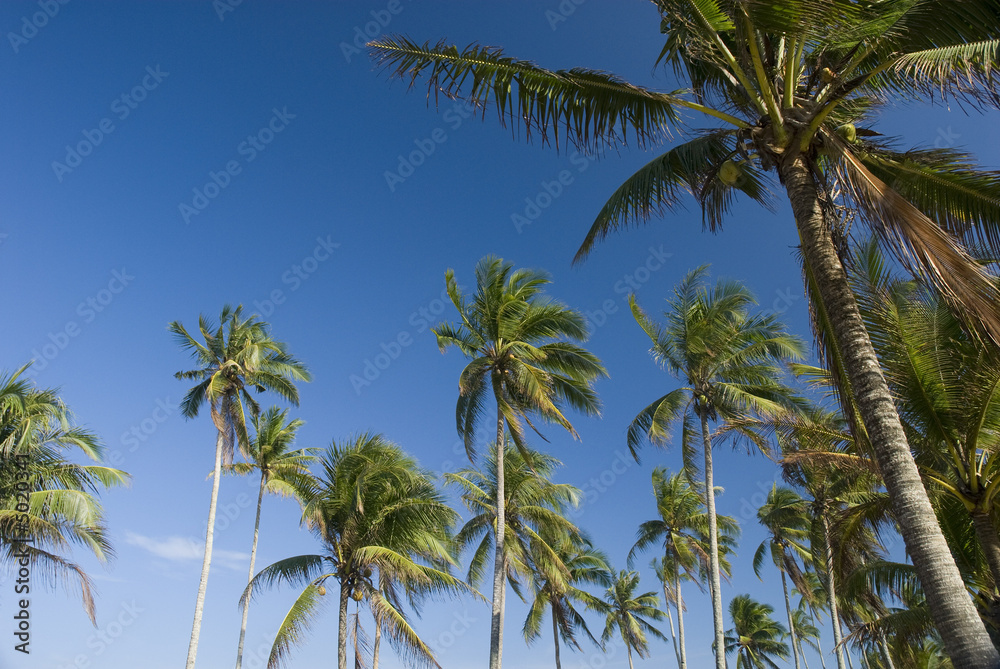 Coconut trees in Terengganu, Malaysia Coconut trees in Terengganu, Malaysia