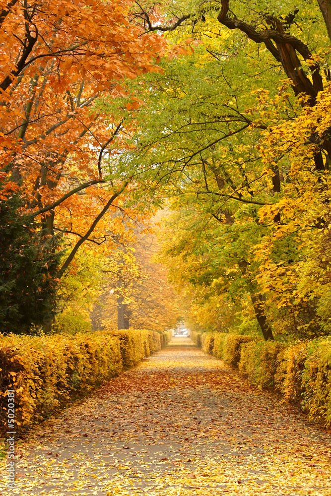 Autumn in park