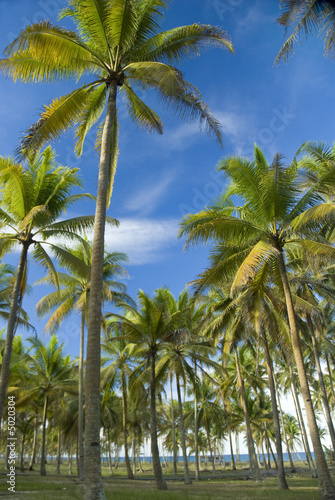 Coconut trees in Terengganu, Malaysia
