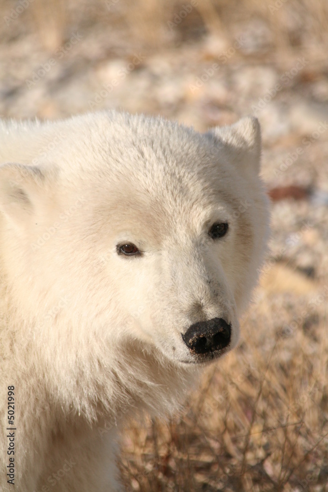 Eisbär / Polar Bear Eisbär / Polar Bear