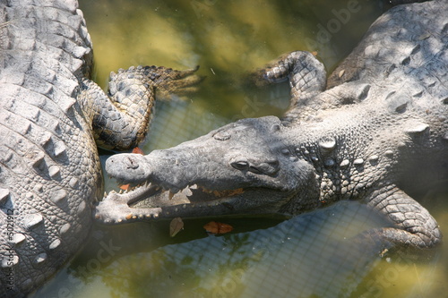 ALLIGATORS HUNTING FOR BIRDS