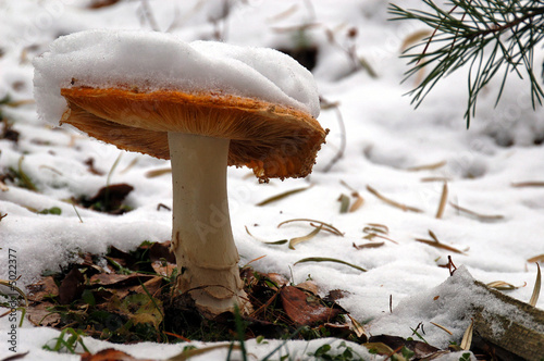 Winter mushroom