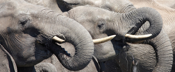 Keuken achterwand Olifant Drinking elephants, Chobe N.P., Botswana  © Dmitry Pichugin