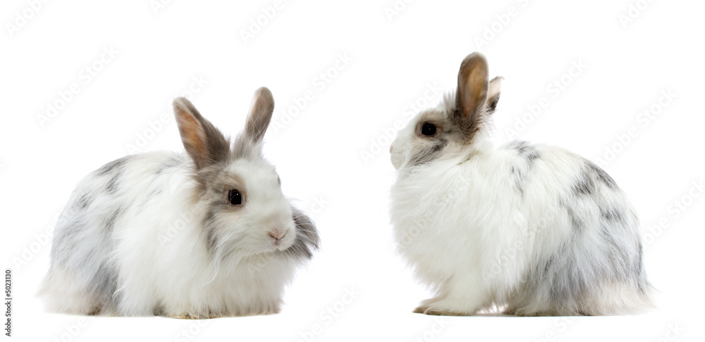 the royal lionhead's rabbit the royal lionhead's rabbit