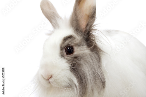 the royal lionhead's rabbit