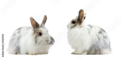 the royal lionhead's rabbit