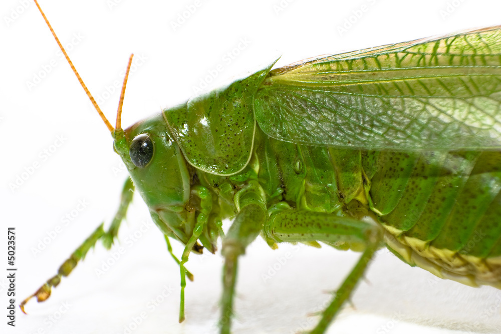 Heuschrecke Heuschrecke