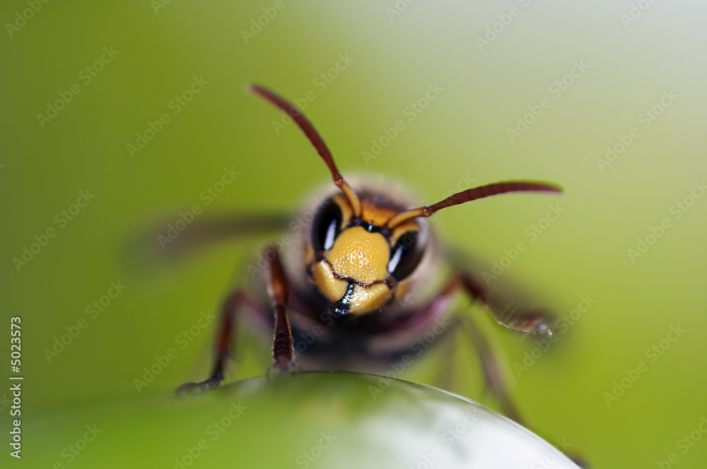 Fototapeta premium mandibles