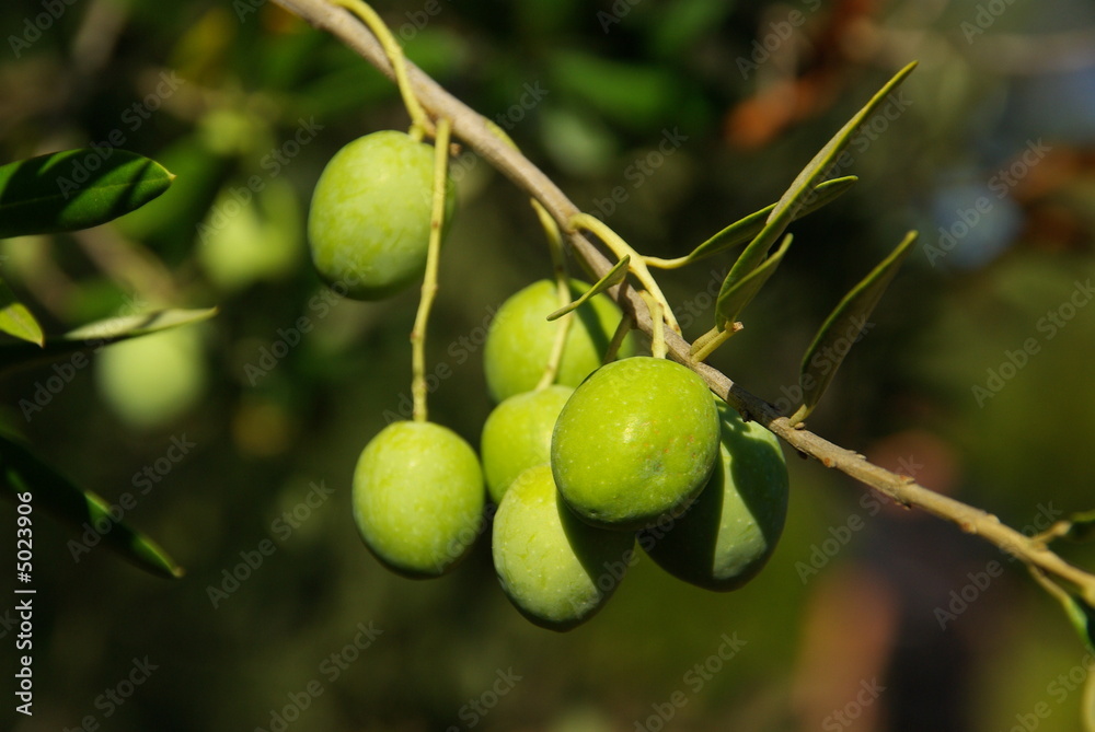 Olive 08 Olive 08
