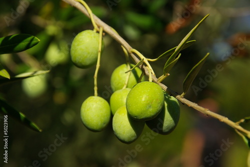 Wallpaper Mural Olive 08 Torontodigital.ca